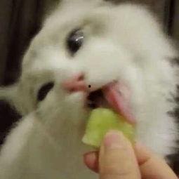 吃瓜少女猫娱乐